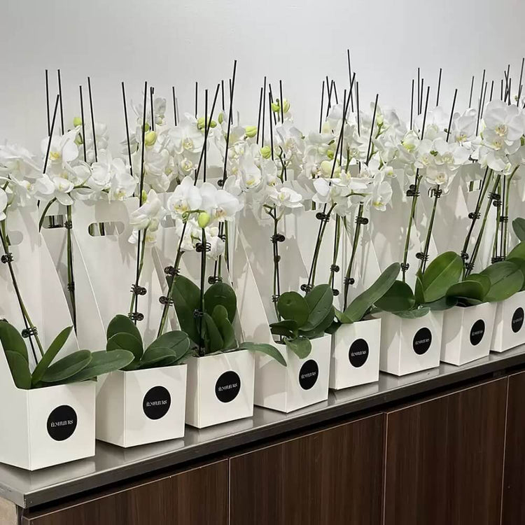 flower-boxes-for-arrangements